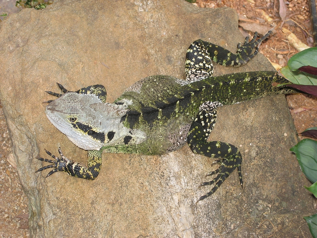 056 Rainforestation.jpg